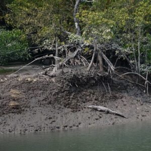 Mindfulness Sundarbans Tour