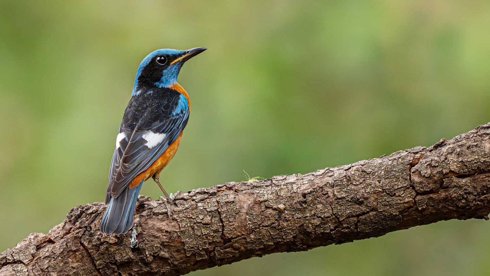 Blue-capped Rock Thrush