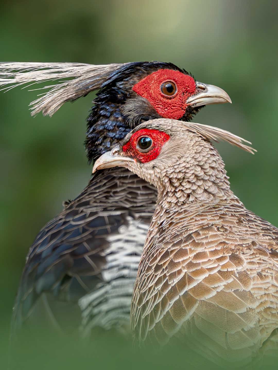 Kalij Pheasant