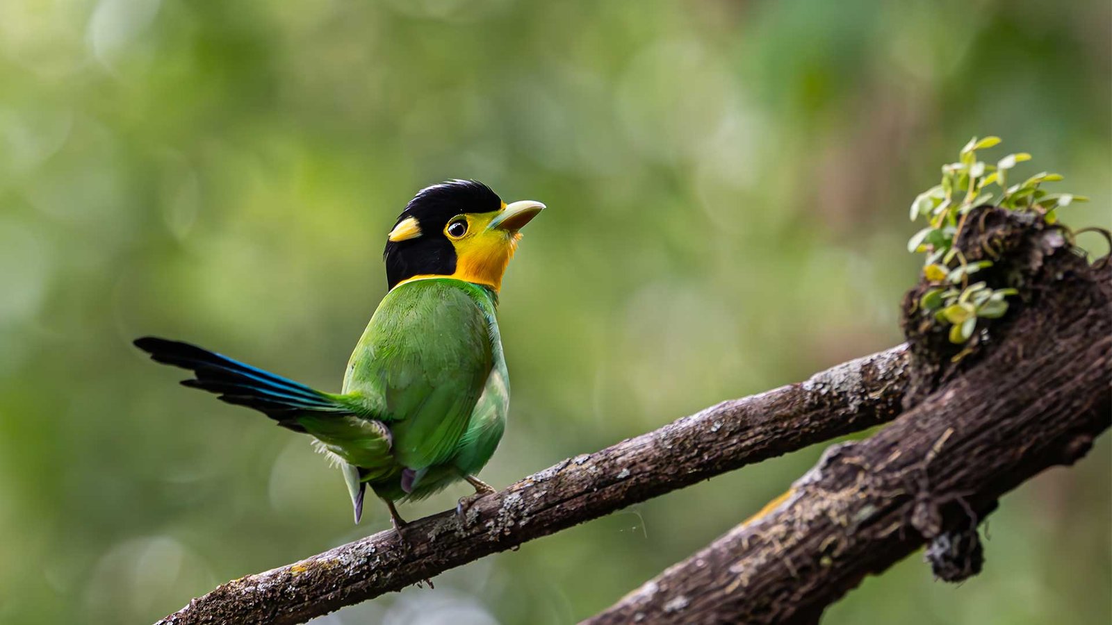 Long-tailed Broadbill