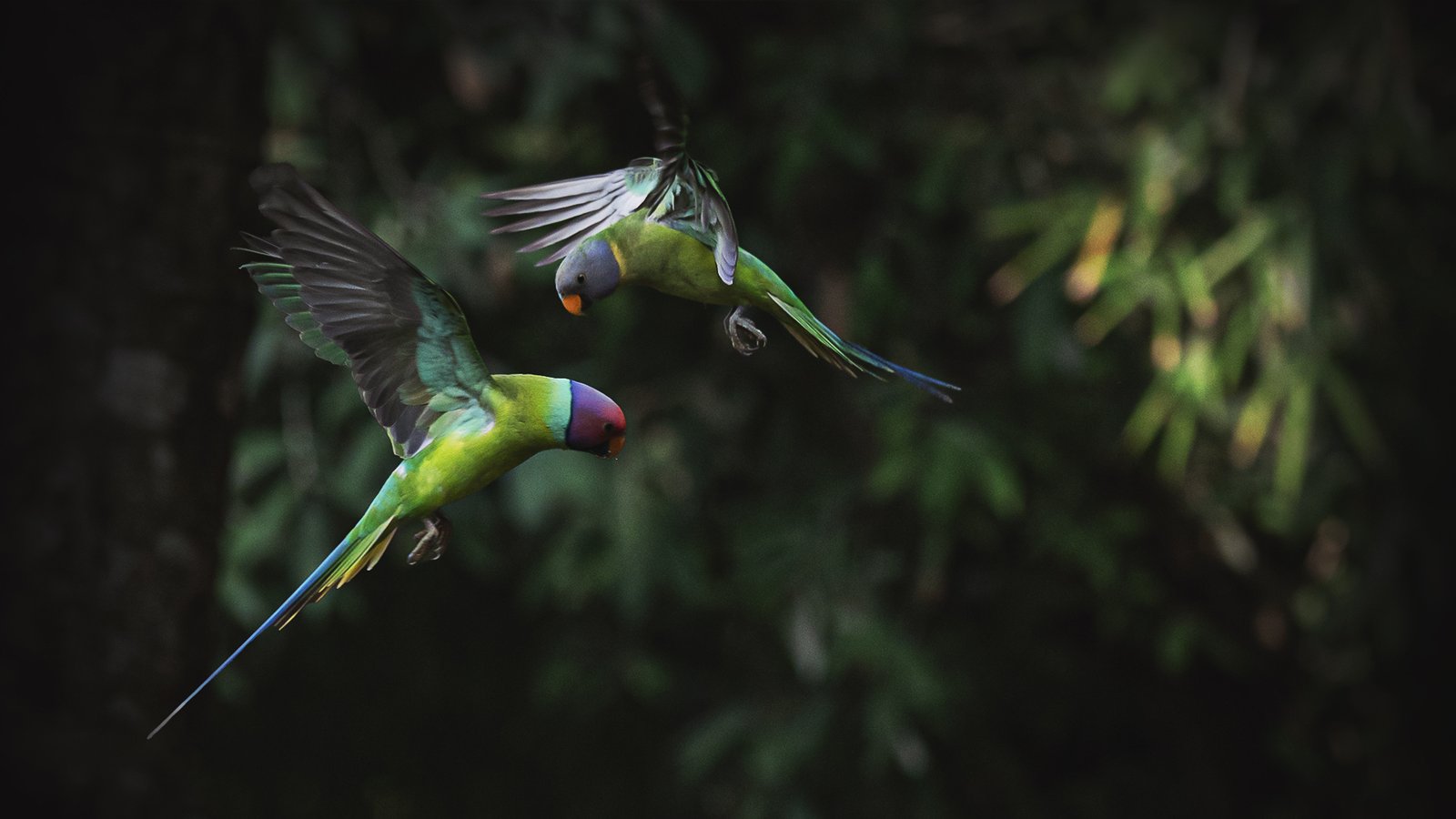 Plum-headed Parakeet Male Female