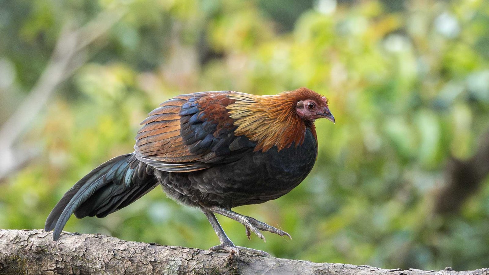 Red-junglefowl