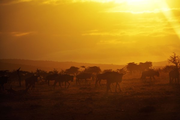 A herd of wildebeast at sunset in Masai Mara