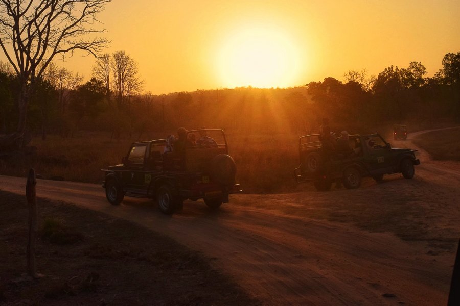 Jeep with travelers on a wildlife safari at Bandhavgarh at sunrise