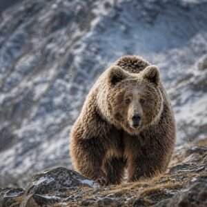 Drenmo: Himalayan Brown Bear
