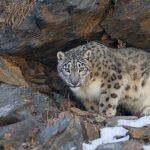 Spiti: The Grey Ghost Expedition - Spiti: The Grey Ghost Expedition