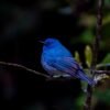 Nilgiris: Where Mist Meets Wings – A Bird and Wildlife Photography Expedition - The Nilgiris