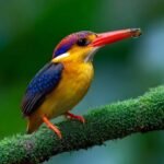 Tamhini: Monsoon Micro Worlds and Hidden Jewels - Tamhini: Monsoon Micro Worlds & Hidden Jewels