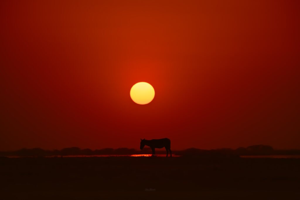 A wild ass silhouette against the setting sun at little Rann of kutch