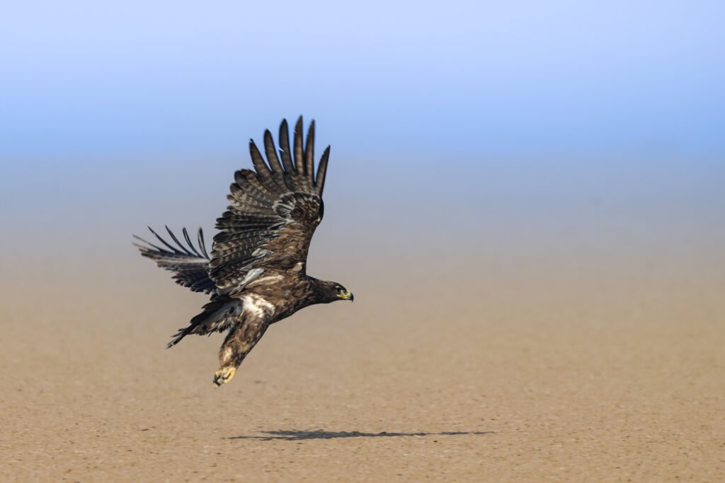 A Steppe eagle in flight at Little Rann of Kutch