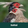 Sattal, Ranikhet and Chopta Birding Expedition - Sattal