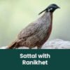 Sattal, Ranikhet and Chopta Birding Expedition - Sattal with Ranikhet