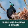 Sattal, Ranikhet and Chopta Birding Expedition - Sattal, Ranikhet & Chopta