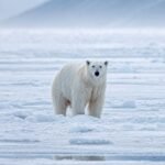 Svalbard: Into the Realm of the Arctic King - Svalbard: Into the Realm of the Arctic King