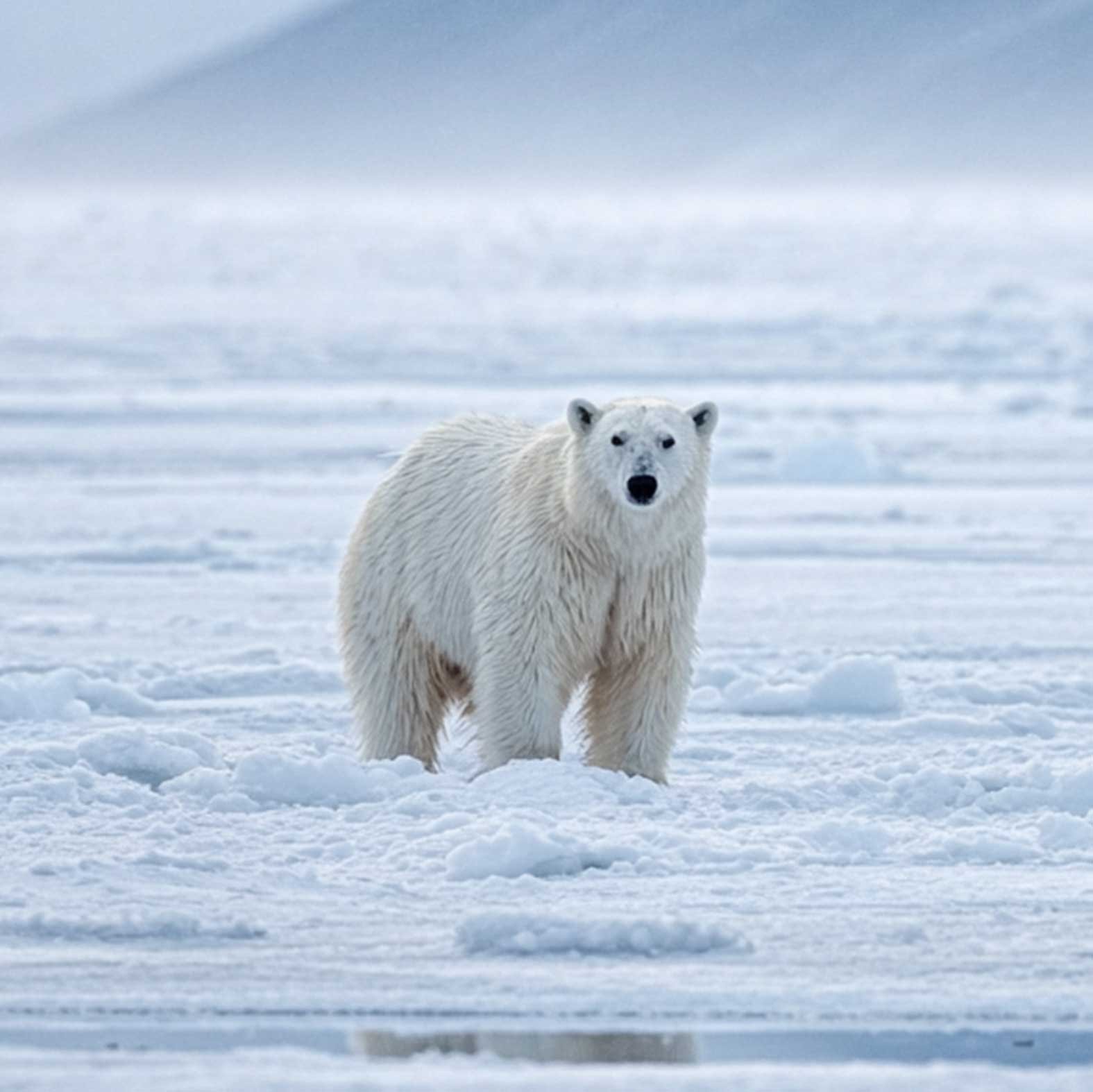 Svalbard: Into the Realm of the Arctic King
