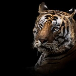 Bandhavgarh