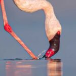 Little Rann of Kutch (LRK) - Little Rann of Kutch