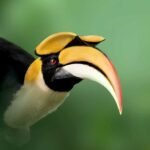 Darjeeling & Latpanchar: Eastern Himalaya Birding Escape - Darjeeling & Latpanchar: Forests, Feathers & Family Time