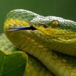 Wayanad: Into the Night – A Herping Expedition - Wayanad: Into the Night – A Herping Expedition