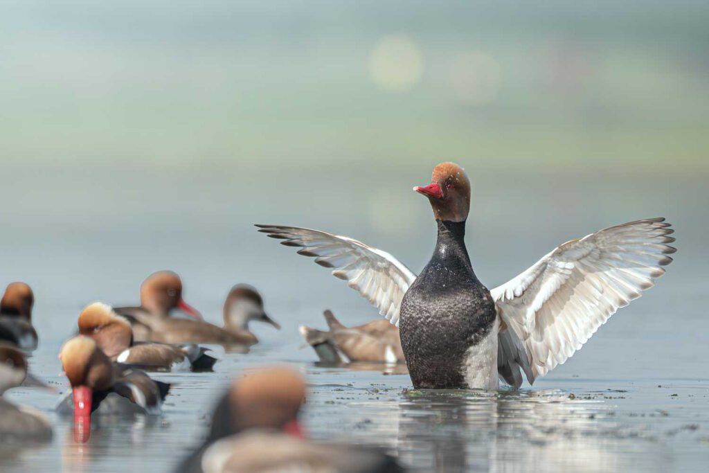 Red pochards flock at Purbasthali with a pochard with wings wide spread