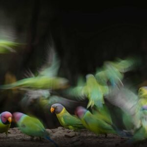 Sattal, Ranikhet and Chopta Birding Expedition