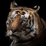 Spirit of Bandhavgarh - Bandhavgarh