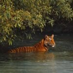 Sunderbans - Sunderbans