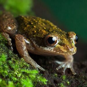 Amboli: Into the Micro Wild – A Macro Photography Expedition
