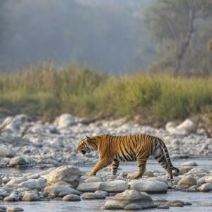 Jim Corbett: In the Realm of the Tiger – A Wildlife Photography Expedition