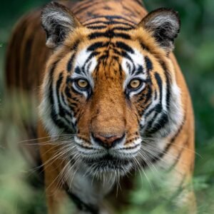 Kanha: The Poetry of the Wild – A Wildlife Photography Expedition