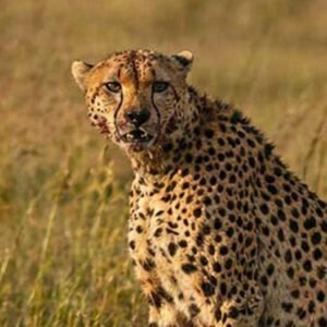 Masai Mara: The Great Migration – A Wildlife Photography Expedition