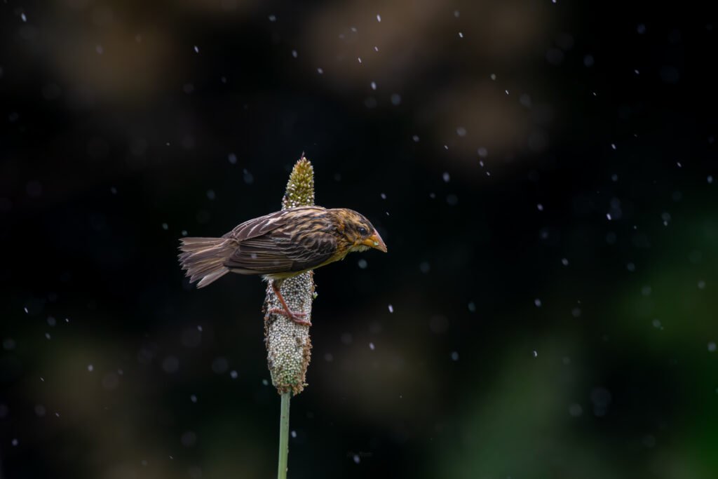 A brown streaked Baya Weaver bird is perched horizontally on a vertical pearl millet stalk, eating seeds during a rain shower against a dark, blurry background.