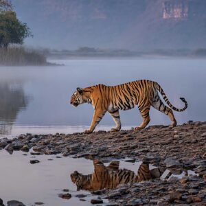 Ranthambore: Where Ruins Meet the Wild – A Wildlife Photography Expedition