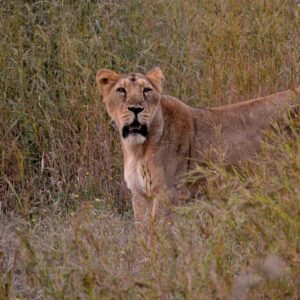Gir: In the Land of Lions – A Wildlife Photography Expedition