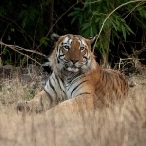 Kheoni: Into the Quiet Wild