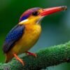 Karnala: In Search of the Black-backed Dwarf Kingfisher - Karnala Bird Sanctuary