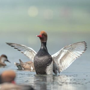 Purbasthali: Where Silence Takes Flight – A Bird Photography Expedition