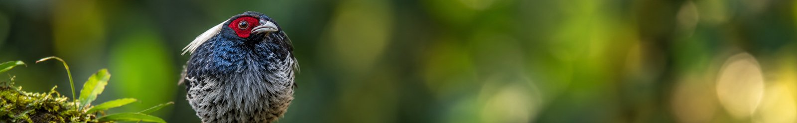 Banners